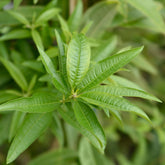 Zitronenverbene - Aloysia citrodora - Willemse