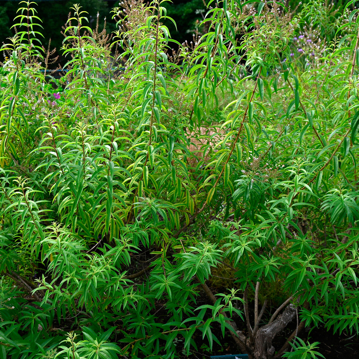 Zitronenverbene - Aloysia citrodora - Willemse