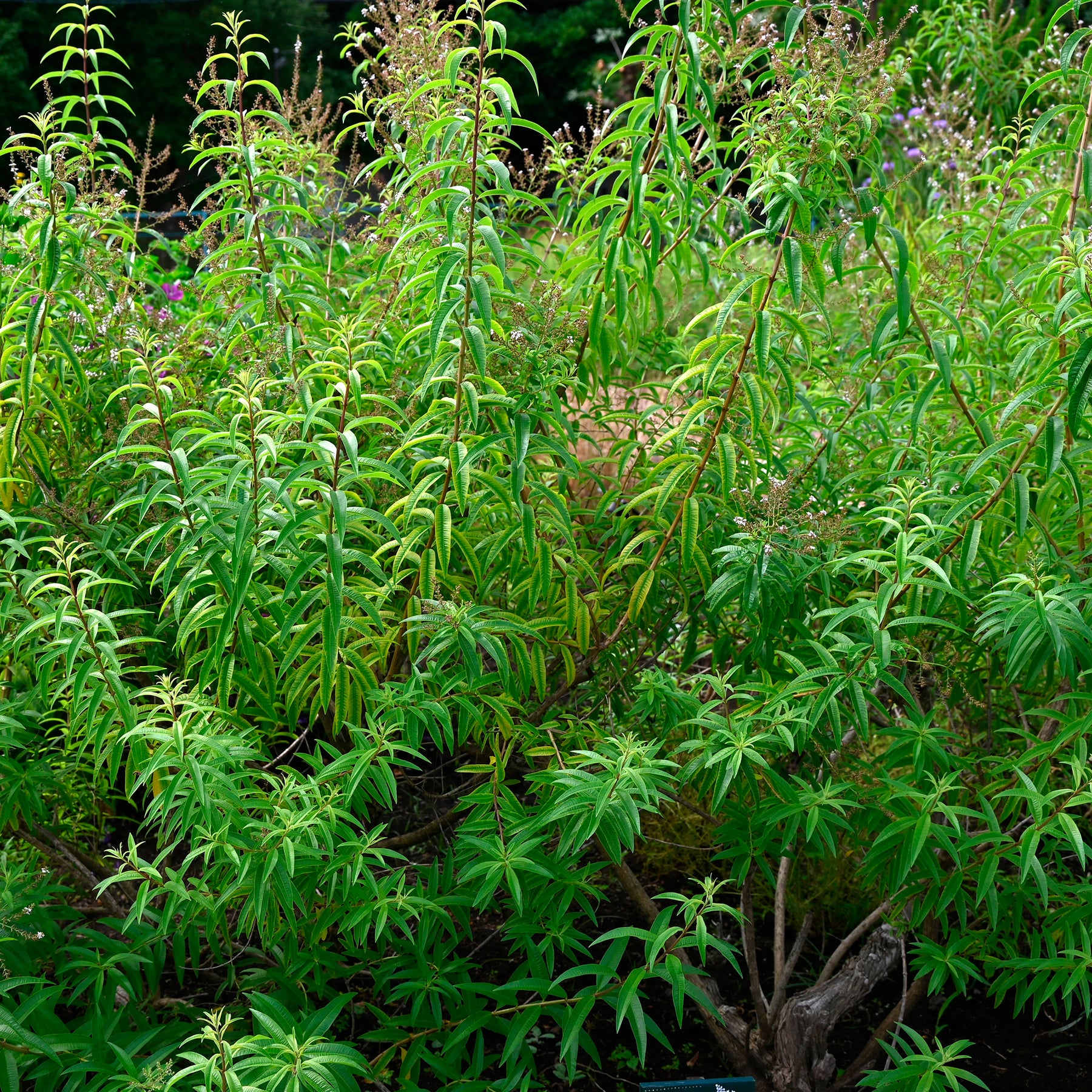 Zitronenverbene - Aloysia citrodora - Willemse