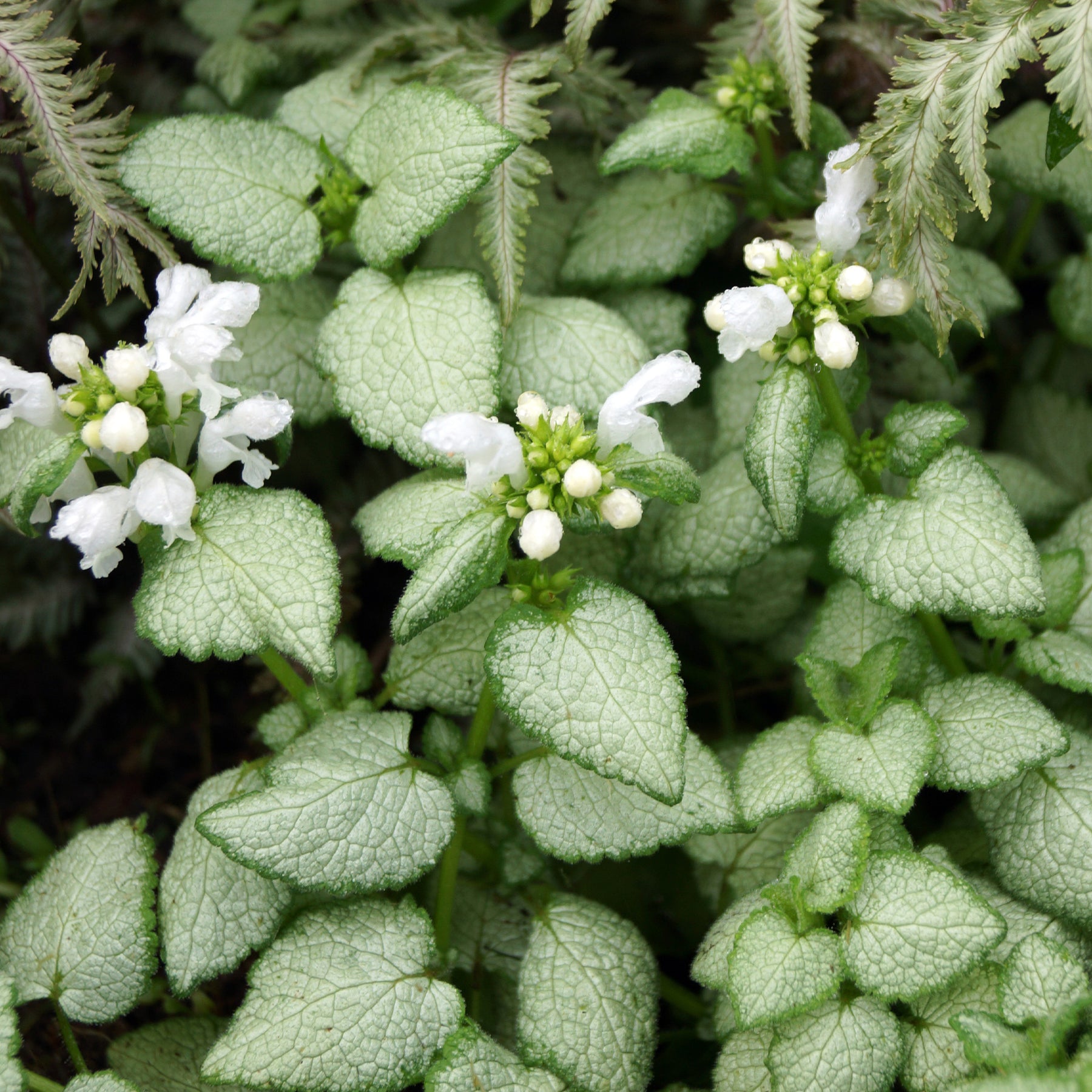 Gefleckte Taubnessel ‘White Nancy’ - Willemse