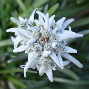 Edelweiß ‘Blossom of Snow’ - Willemse