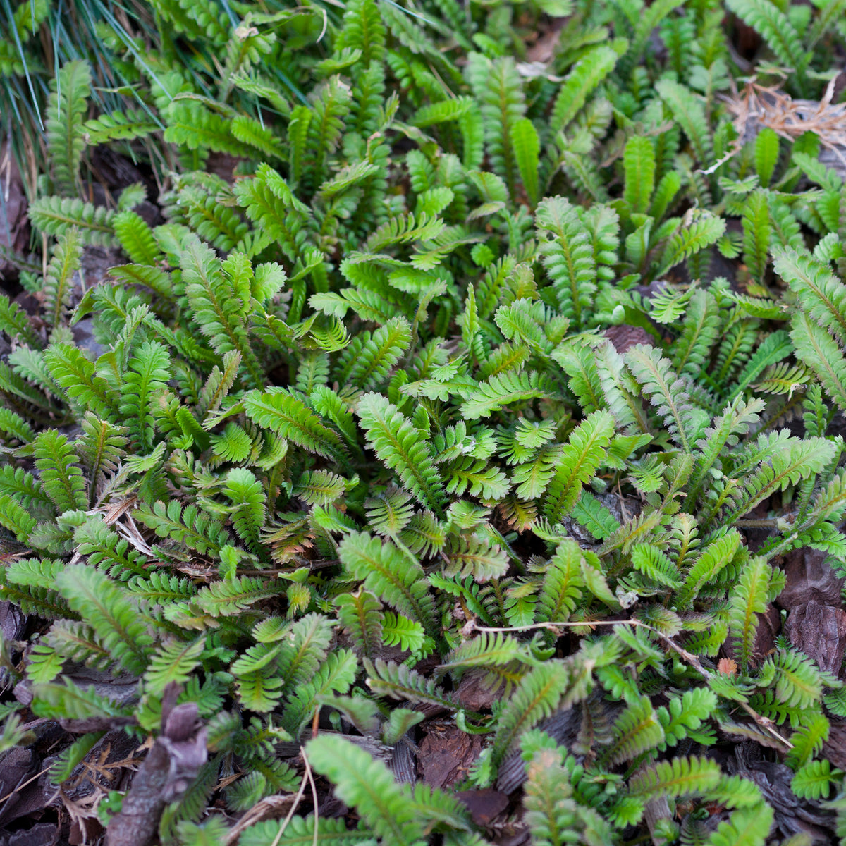 Fiederpolster - Leptinella squalida - Willemse