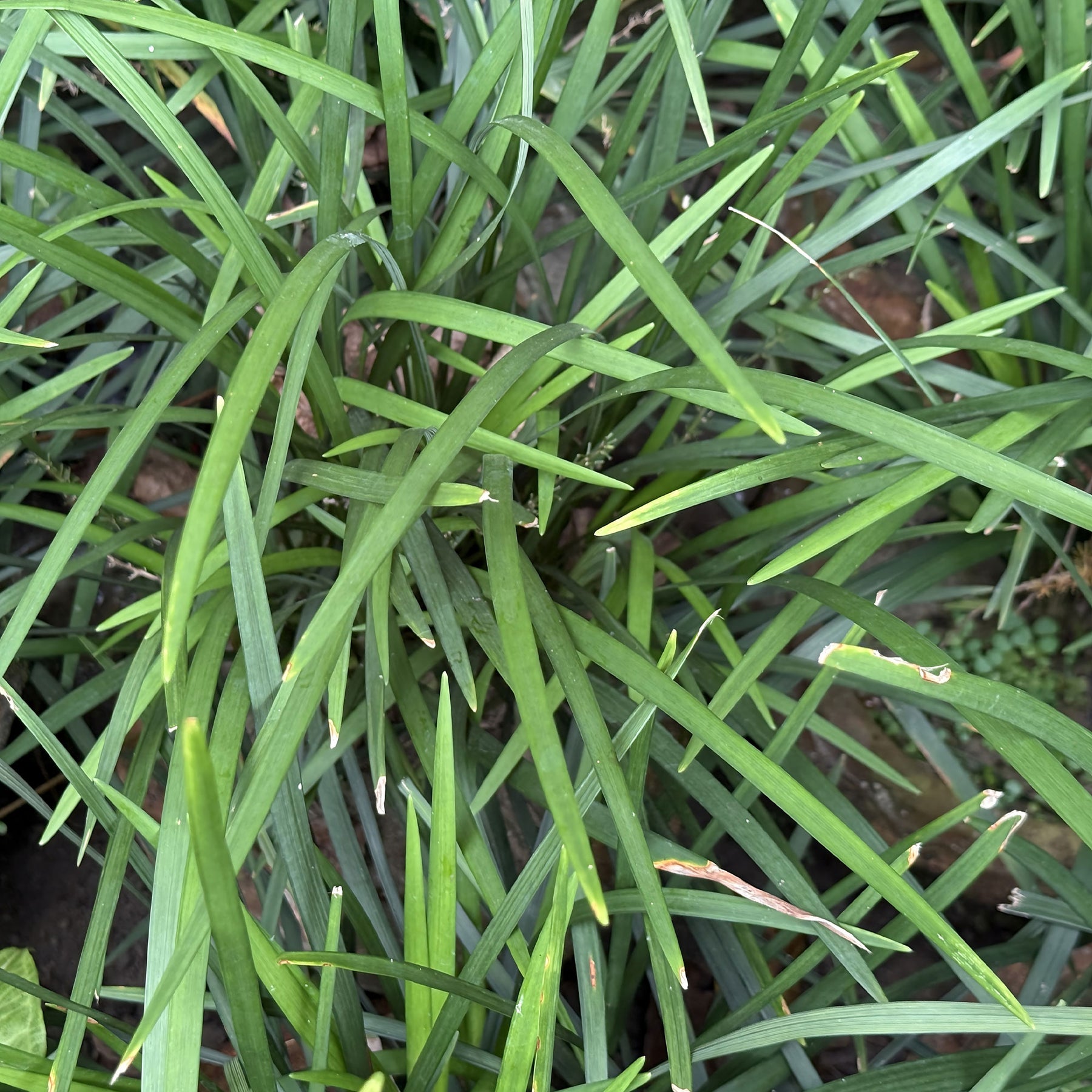 Liriope muscari evergreen giant - Immergrüne Lilientraube Evergreen Giant - Liriope