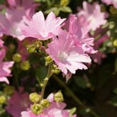 Sigmarskraut 'Fastigiata' - Willemse