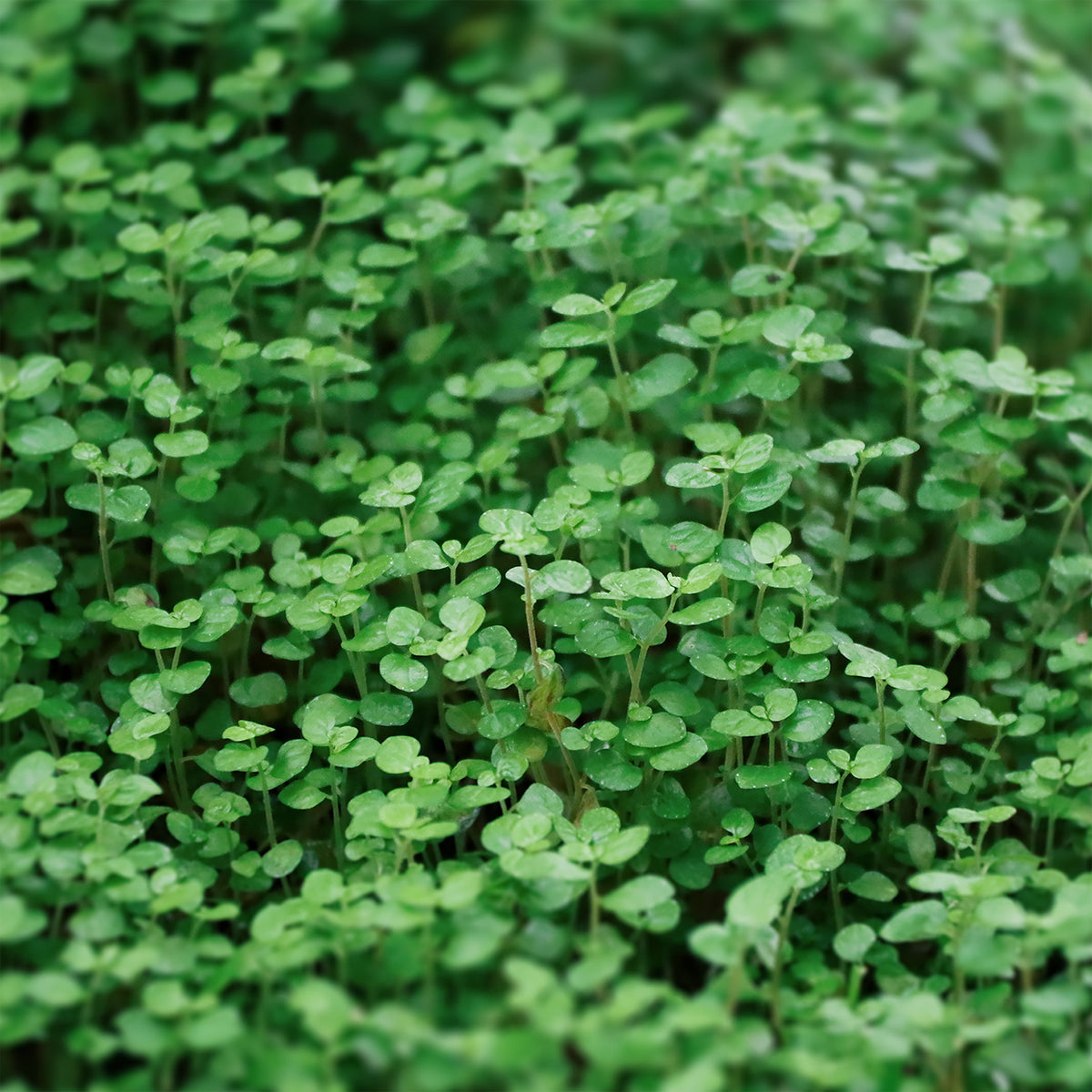 Korsische Polster-Minze - Willemse