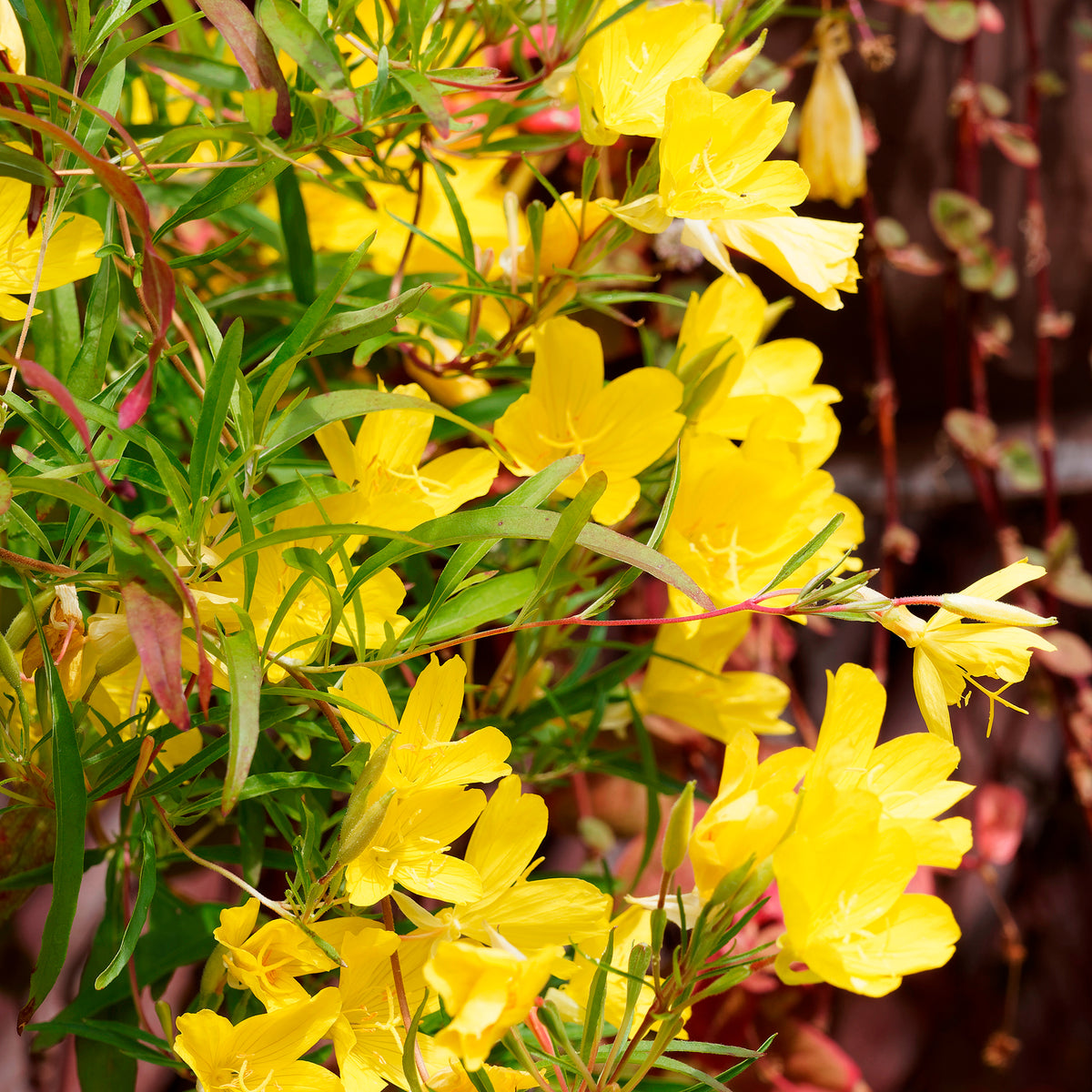 Nachtkerze African Sun - Willemse