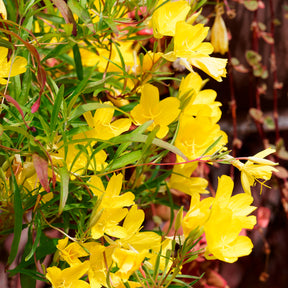 Nachtkerze African Sun - Willemse