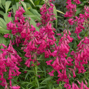 Bartfaden 'Andenken an Friedrich Hahn' - Penstemon Andenken an Friedrich Hahn - Willemse
