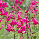 Galane - Bartfaden 'Andenken an Friedrich Hahn' - Penstemon Andenken an Friedrich Hahn