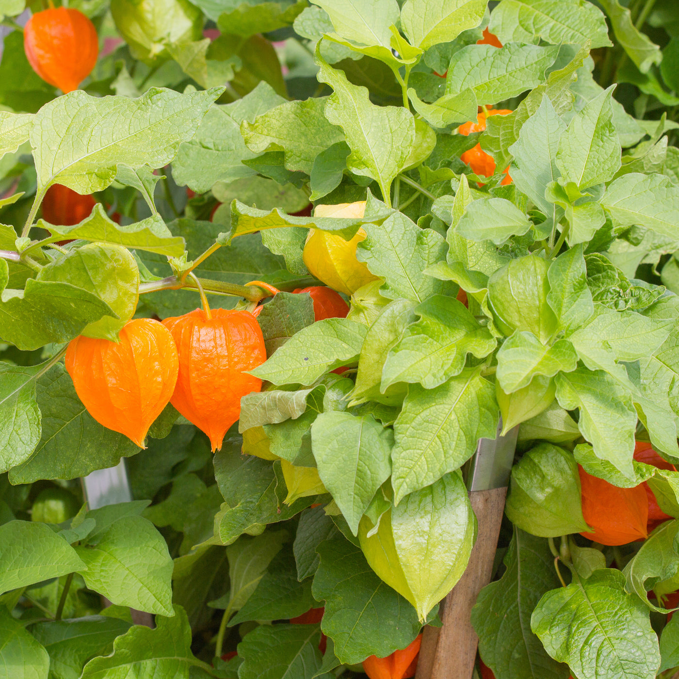 Stauden - Lampionblume - Physalis alkekengi var. franchetii