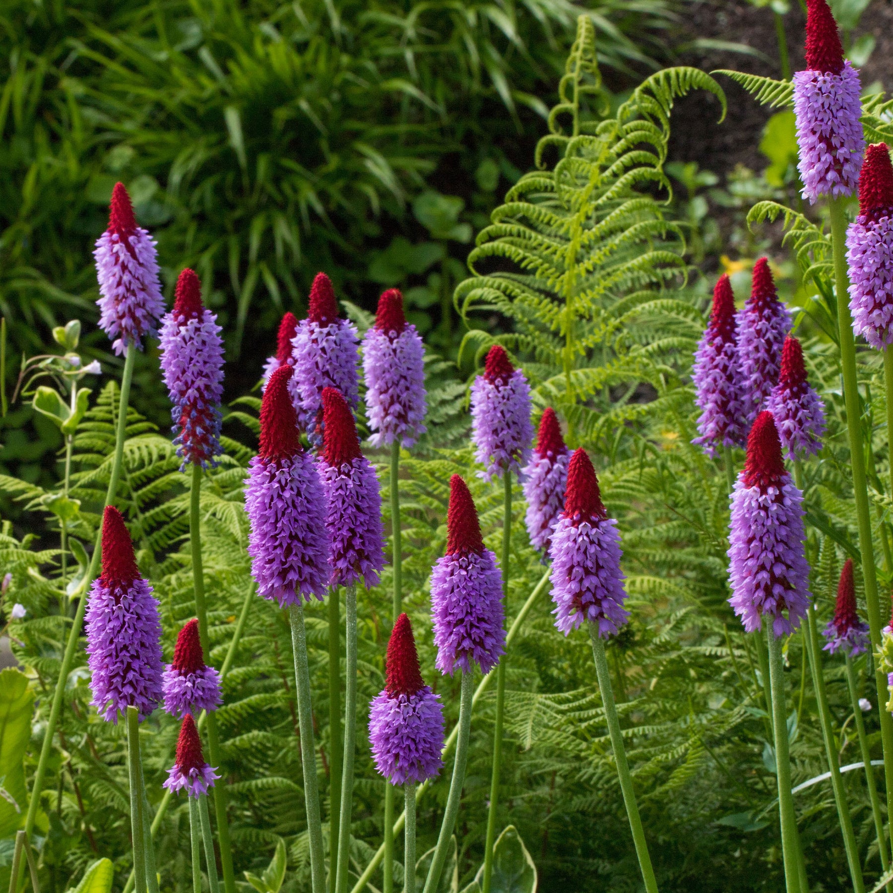 Stauden - Orchideen-Primel - Primula vialii