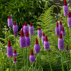Stauden - Orchideen-Primel - Primula vialii