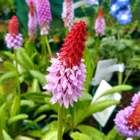 Orchideen-Primel - Primula vialii - Willemse
