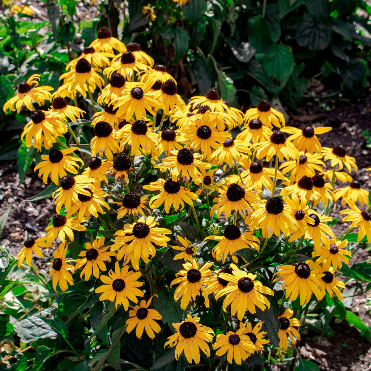 Sonnenhut 'Early Bird Gold' - Willemse