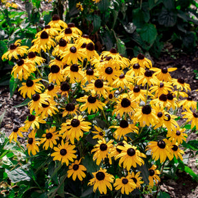 Sonnenhut 'Early Bird Gold' - Willemse