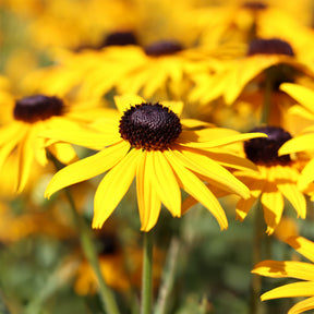 Sonnenhut 'Early Bird Gold' - Rudbeckia fulgida Early Bird Gold - Willemse