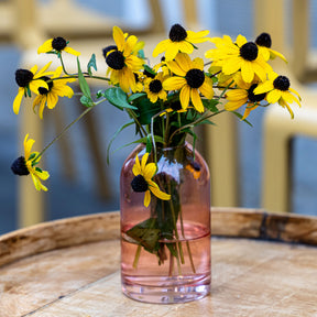 Verkauf Dreilappiger Sonnenhut - Rudbeckia  triloba