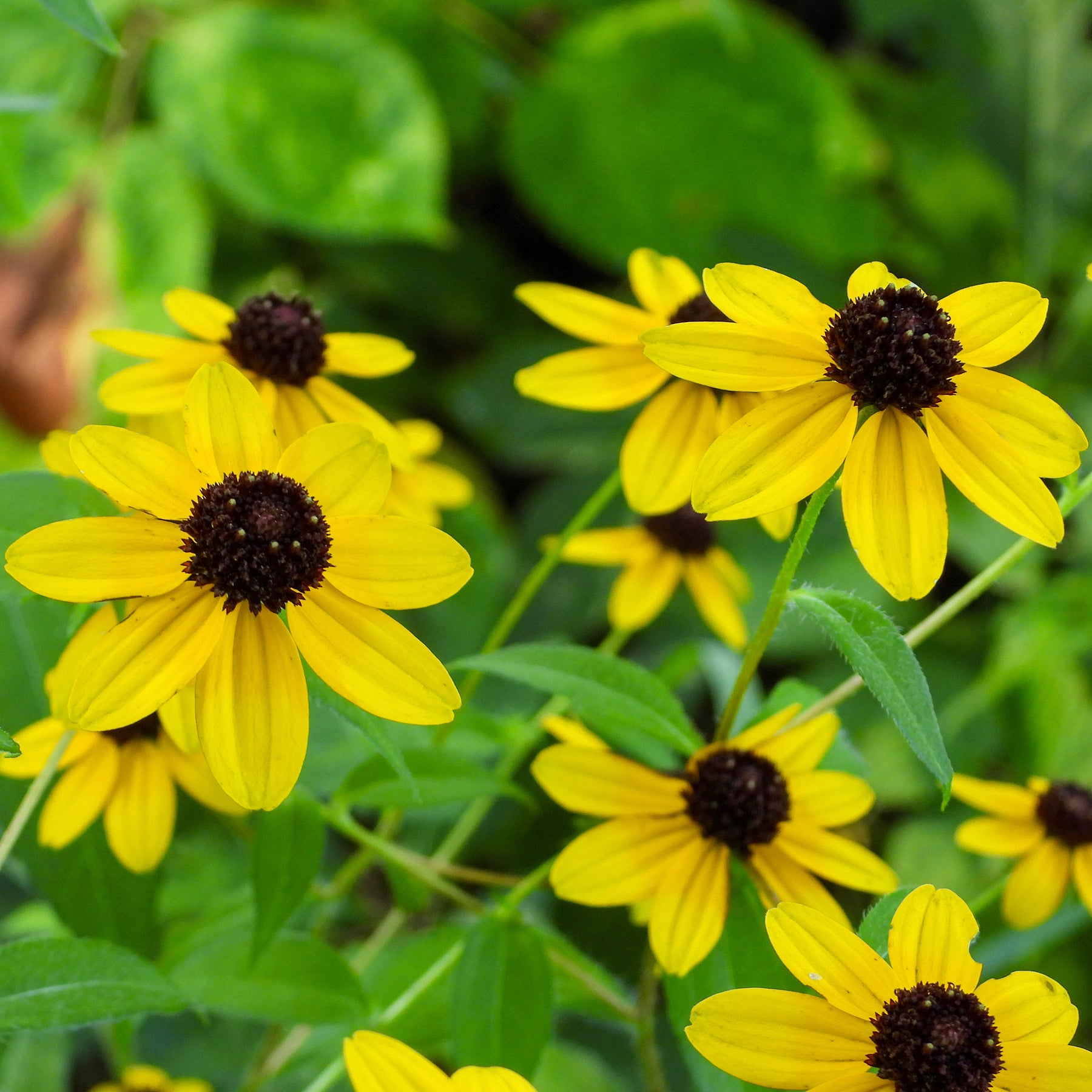 Dreilappiger Sonnenhut - Rudbeckia  triloba - Willemse