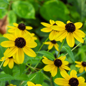 Dreilappiger Sonnenhut - Rudbeckia  triloba - Willemse