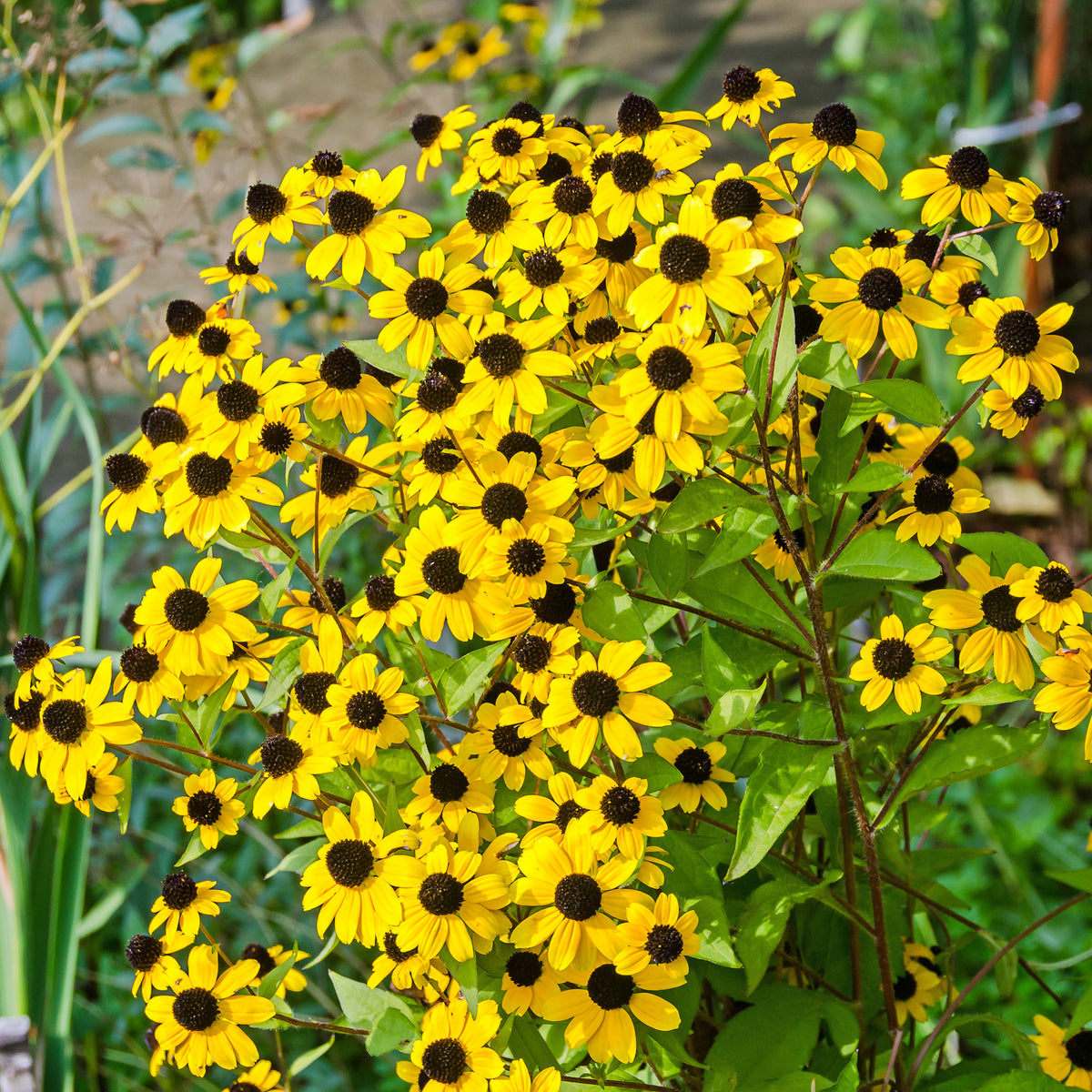 Rudbeckia  triloba - Dreilappiger Sonnenhut - Rudbeckia