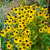 Rudbeckia  triloba - Dreilappiger Sonnenhut - Rudbeckia
