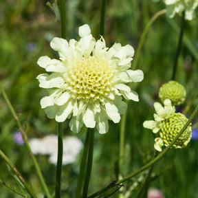 Scabiosen - Gelbblühendes Krätzkraut - Scabiosa ochroleuca