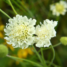 Gelbblühendes Krätzkraut - Scabiosa ochroleuca - Willemse