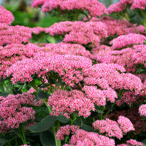 Hohes-Fettblatt 'Herbstfreude' - Sedum herbstfreude - Willemse