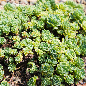 Dickrosettiges Fettblatt - Sedum pachyclados - Willemse