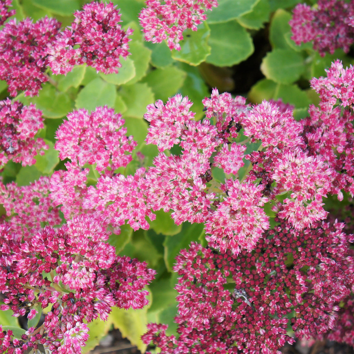 Sedum spectabile brilliant ( brilliant group ) - Prächtiges Fettblatt 'Brillant' - Stauden