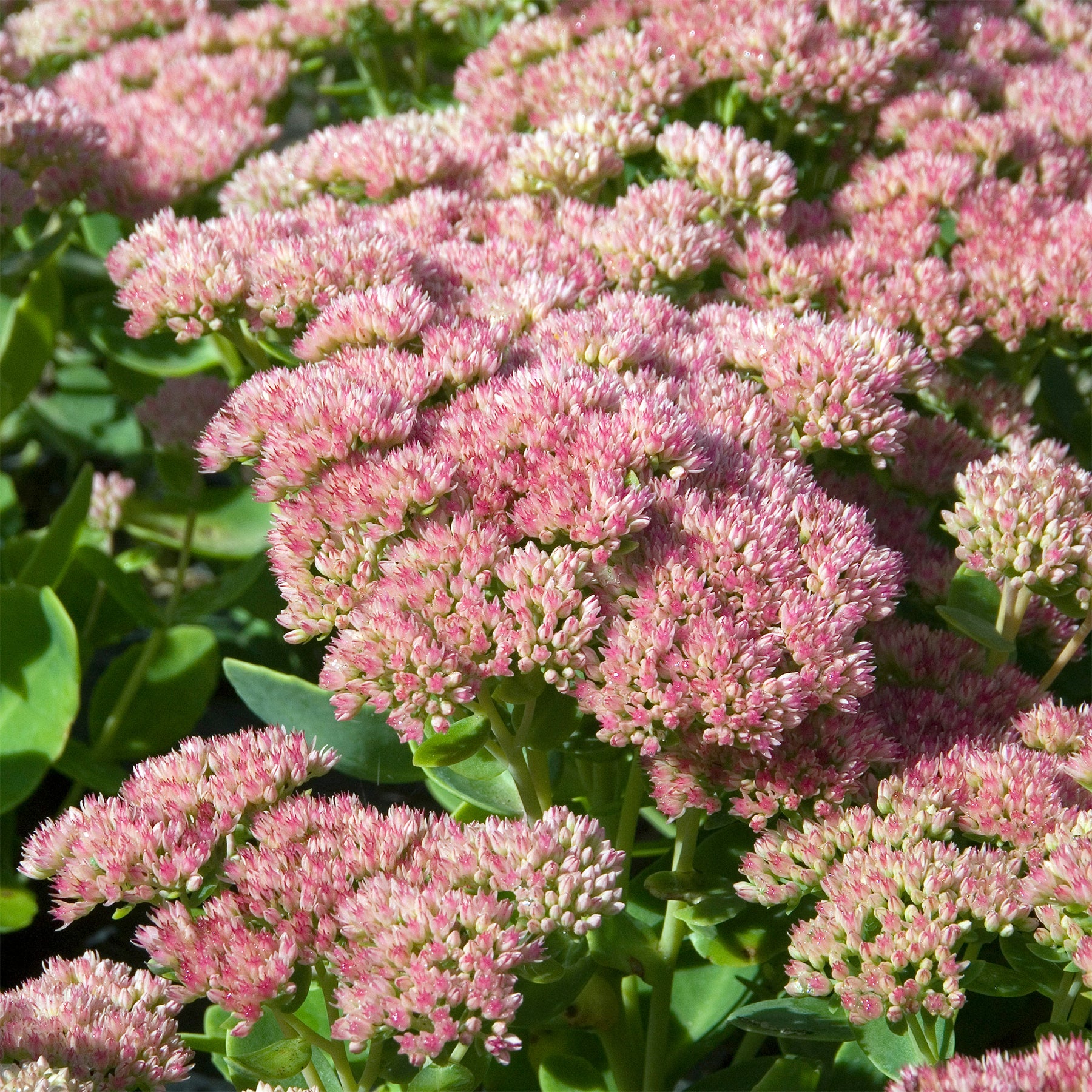 Hohe Fetthenne 'Carmen' - Sedum spectabile carmen - Willemse