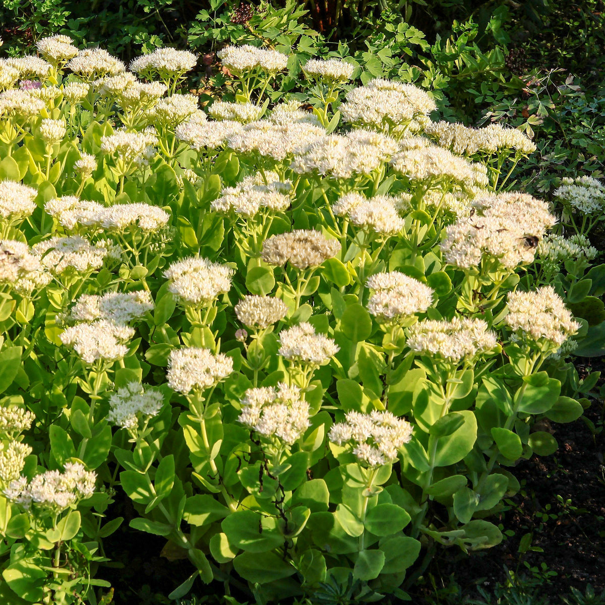 Sedum spectabile Stardust - Fetthenne Stardust - Stauden