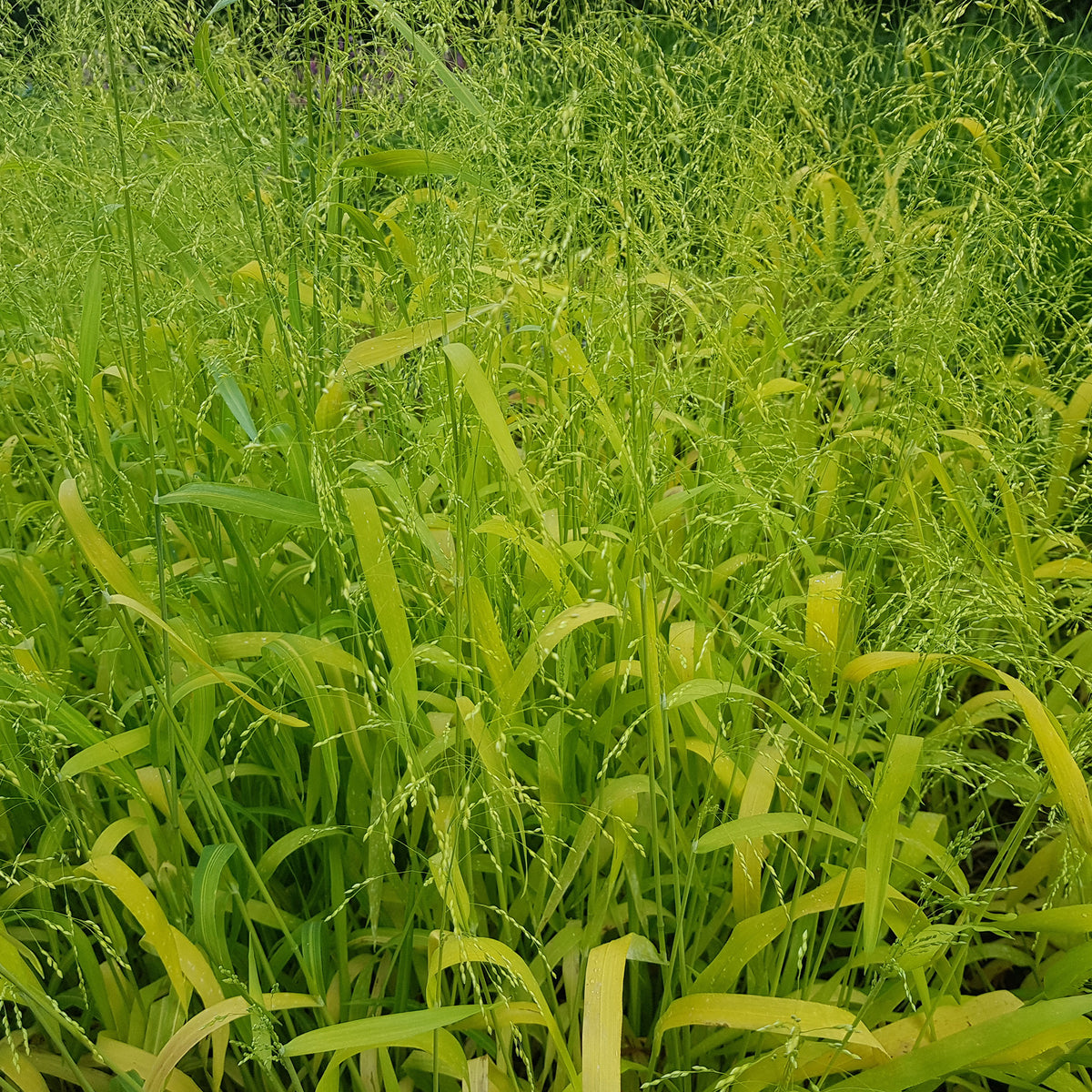 Gold-Hirsegras (Milium effusum 'Aureum')