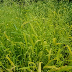 Gold-Hirsegras (Milium effusum 'Aureum')
