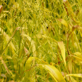 Gold-Hirsegras (Milium effusum 'Aureum') - Willemse
