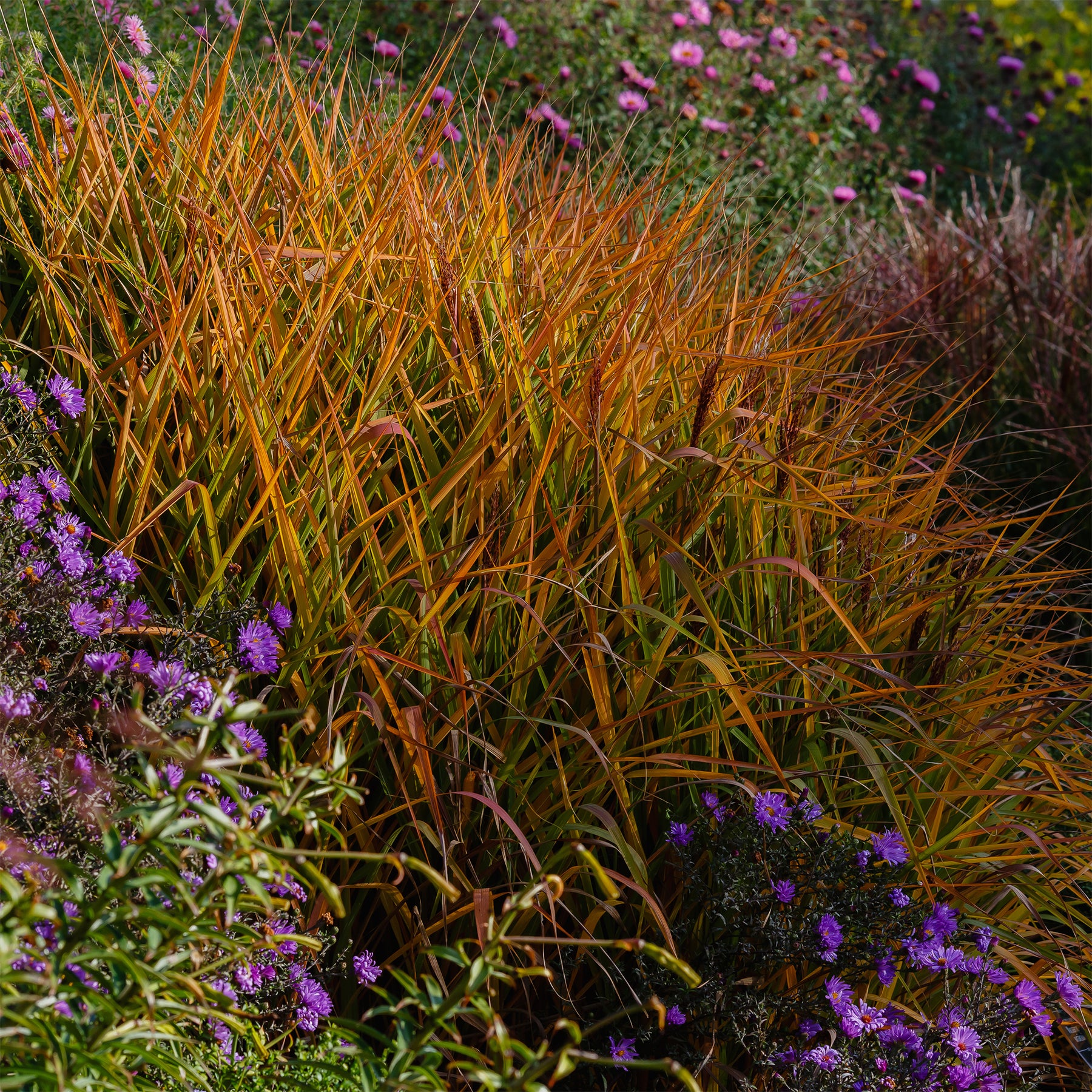 Chinaschilf 'Purpurascens' - Miscanthus sinensis ssp purpurascens - Willemse