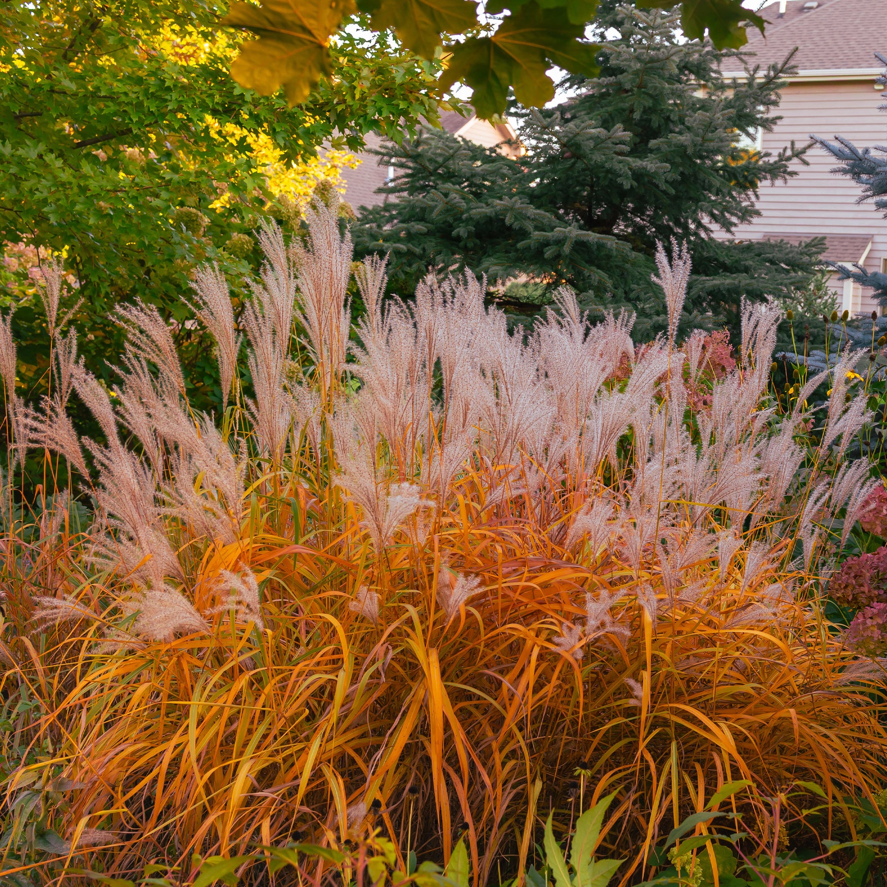 Chinaschilf 'Purpurascens' - Willemse