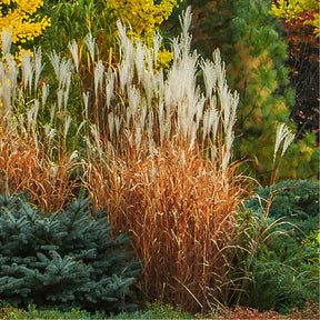 Miscanthus - Chinaschilf 'Purpurascens' - Miscanthus sinensis ssp purpurascens