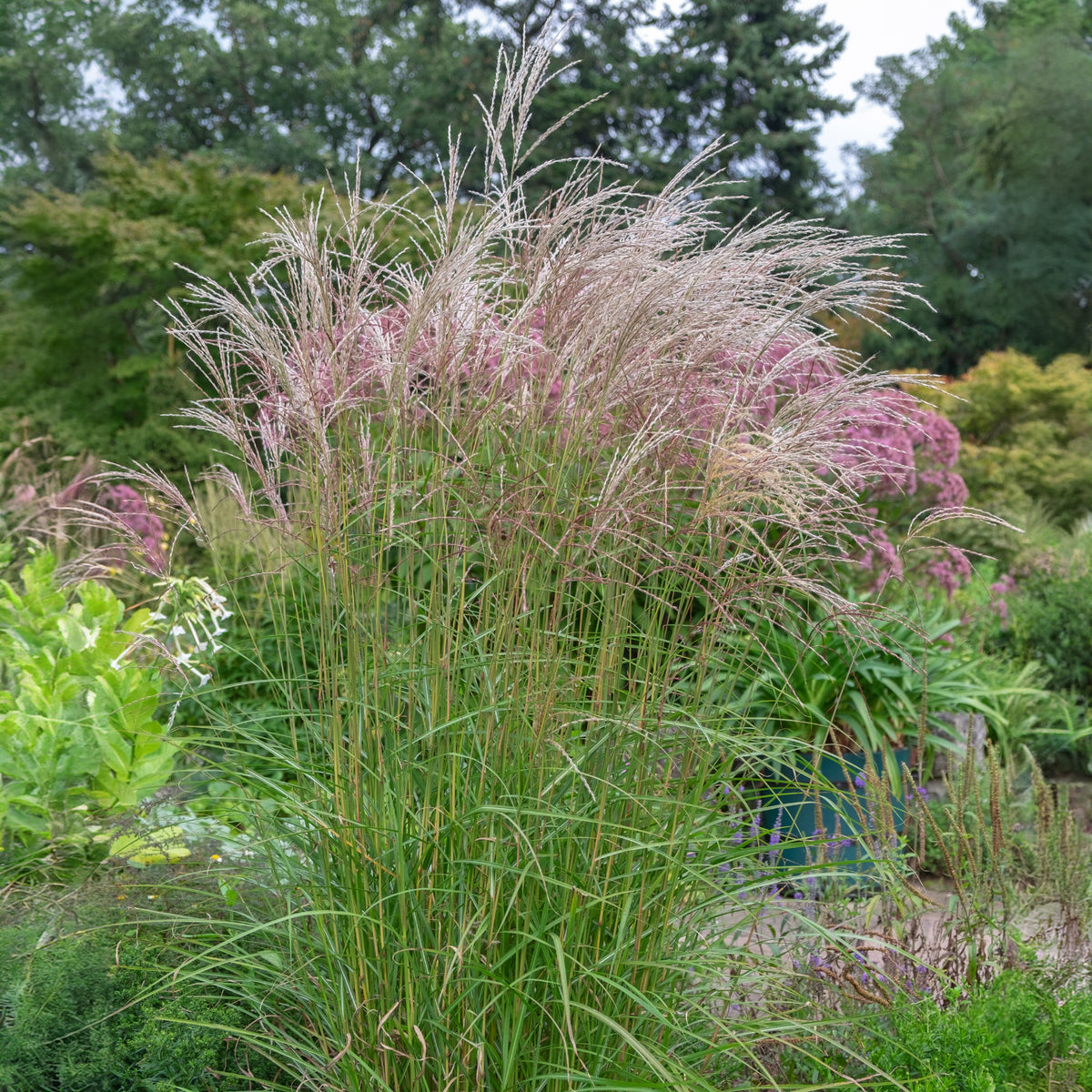 Miscanthus sinensis flamingo - Chinaschilf Flamingo - Miscanthus