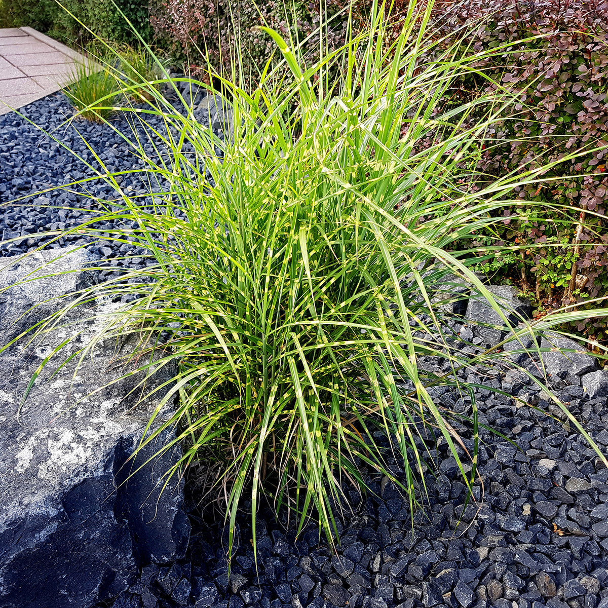 Miscanthus sinensis strictus - Chinaschilf Strictus - Miscanthus