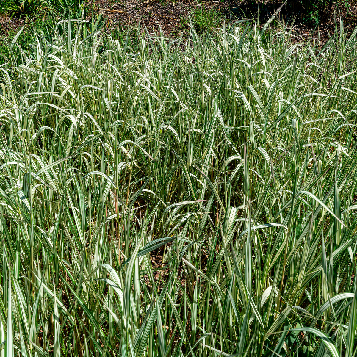 Rohrglanzgras Feesey - Phalaris arundinacea Feesey - Willemse