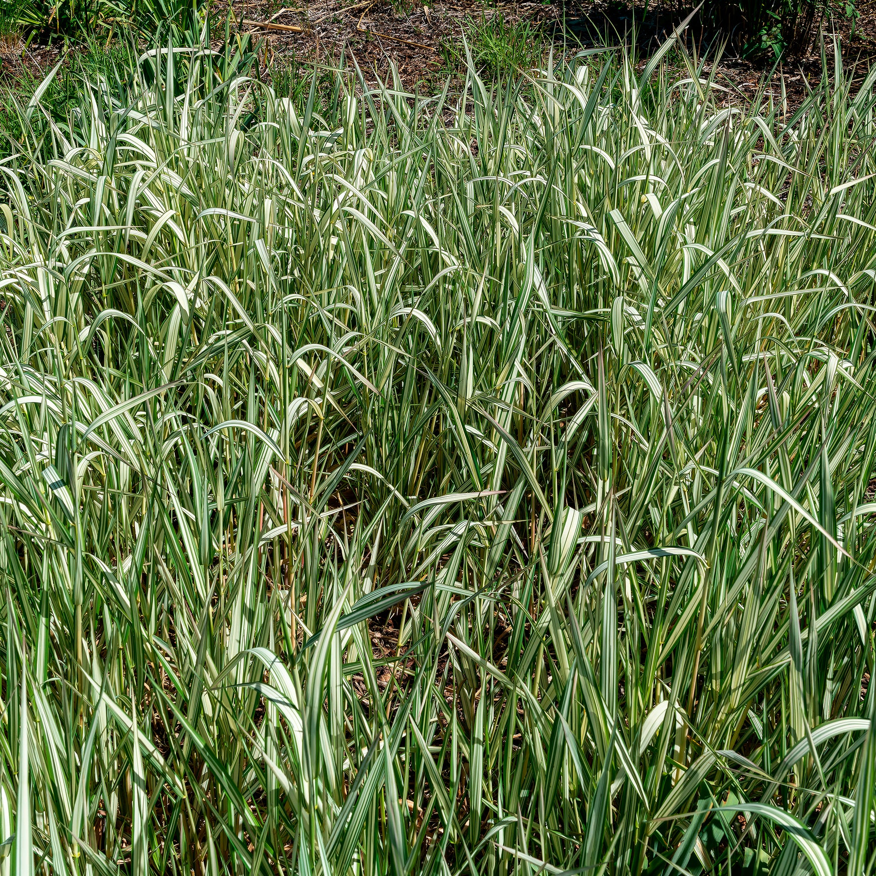 Rohrglanzgras Feesey - Phalaris arundinacea Feesey - Willemse