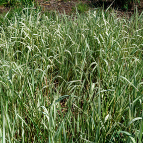 Rohrglanzgras Feesey - Phalaris arundinacea Feesey - Willemse
