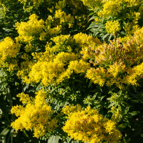 Goldrute 'Golden Mosa' - Willemse