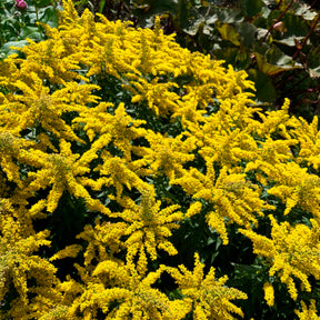 Goldrute 'Golden Mosa'