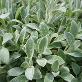 Stachys byzantina Cotton Boll - Wollziest Cotton Boll - Stauden