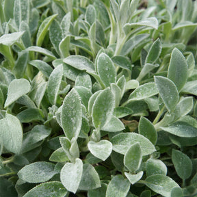 Stachys byzantina Cotton Boll - Wollziest Cotton Boll - Stauden