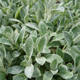 Byzantinischer Wollziest - Stachys byzantina - Willemse