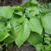 Orientalischer Rauling - Trachystemon orientalis - Willemse