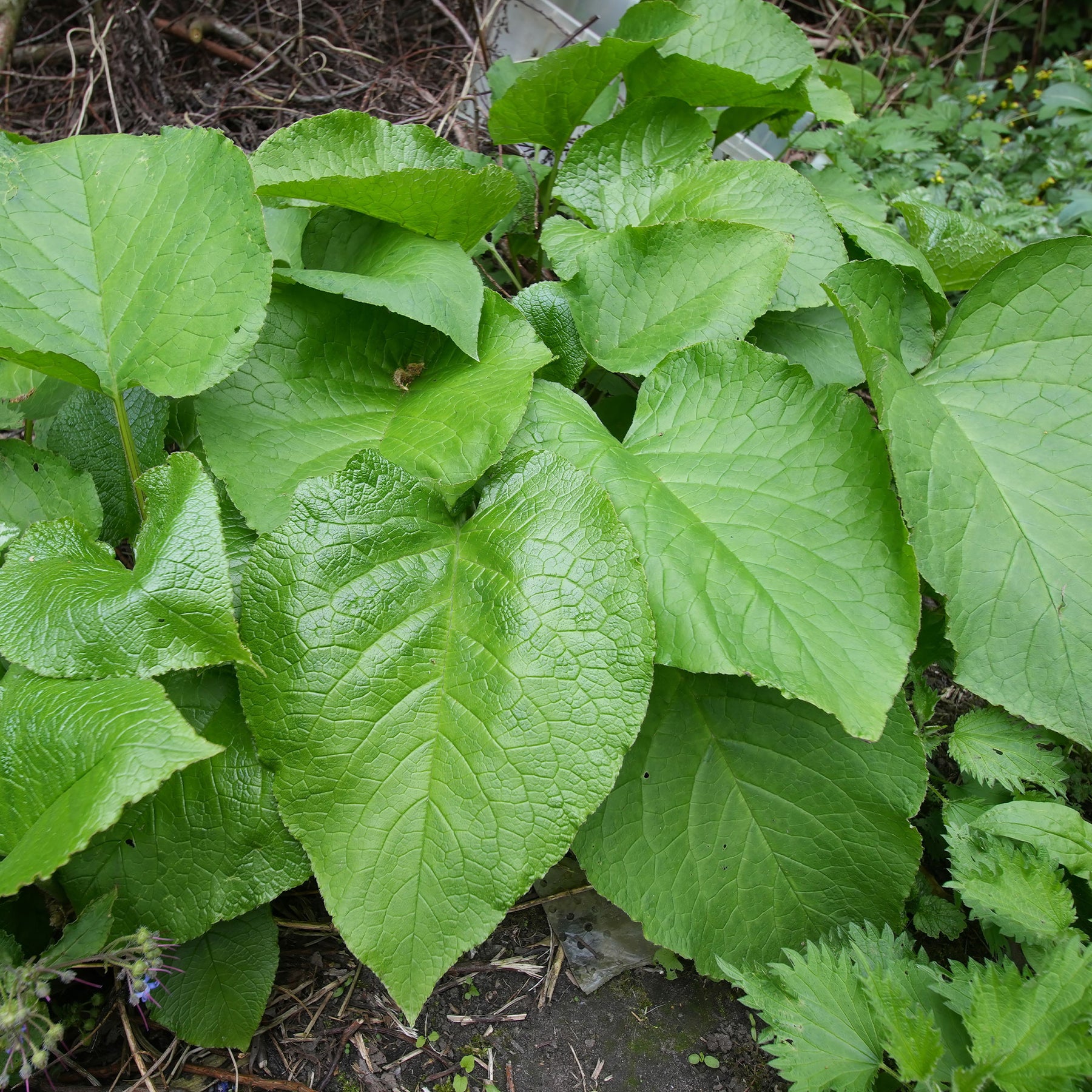 Orientalischer Rauling - Trachystemon orientalis - Willemse